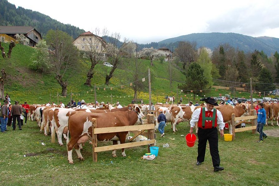 Ausstellung Fleckvieh