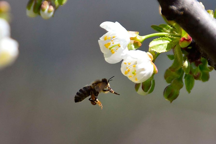 Bienen sammeln Honig