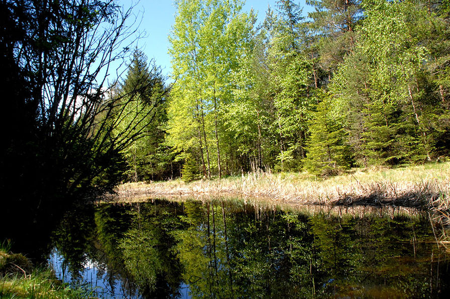 Biotop Rasen Antholz