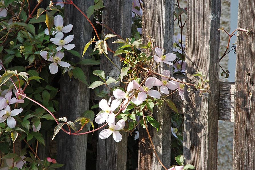 Clematis im Garten