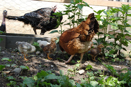 Geflügel Peterer Hof