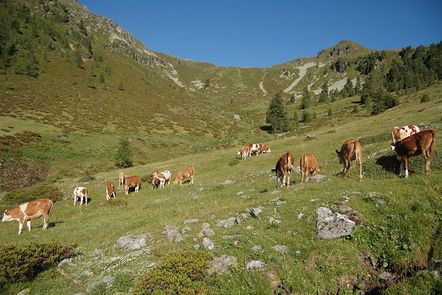 Kühe auf der Alm