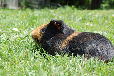 Meerschweinchen Peterer Hof