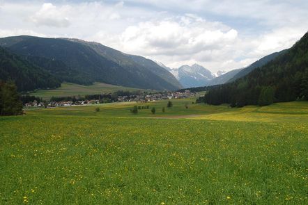 Rasen-Antholz