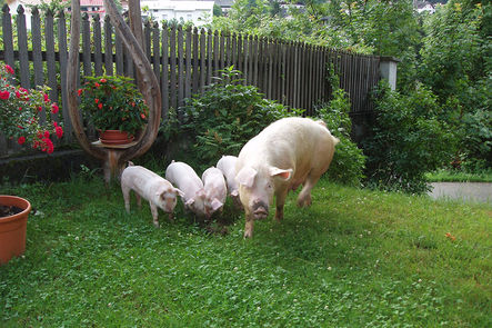 Schweine am Peterer Hof