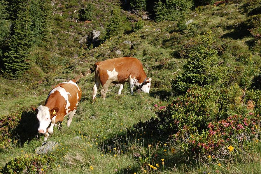 Tiere auf der Alm