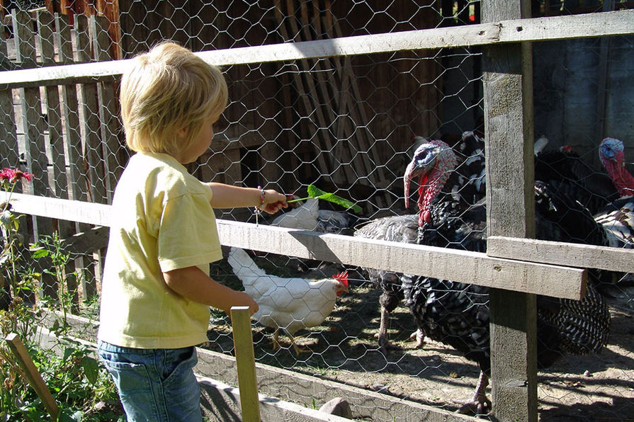 Truthahn Peterer Hof