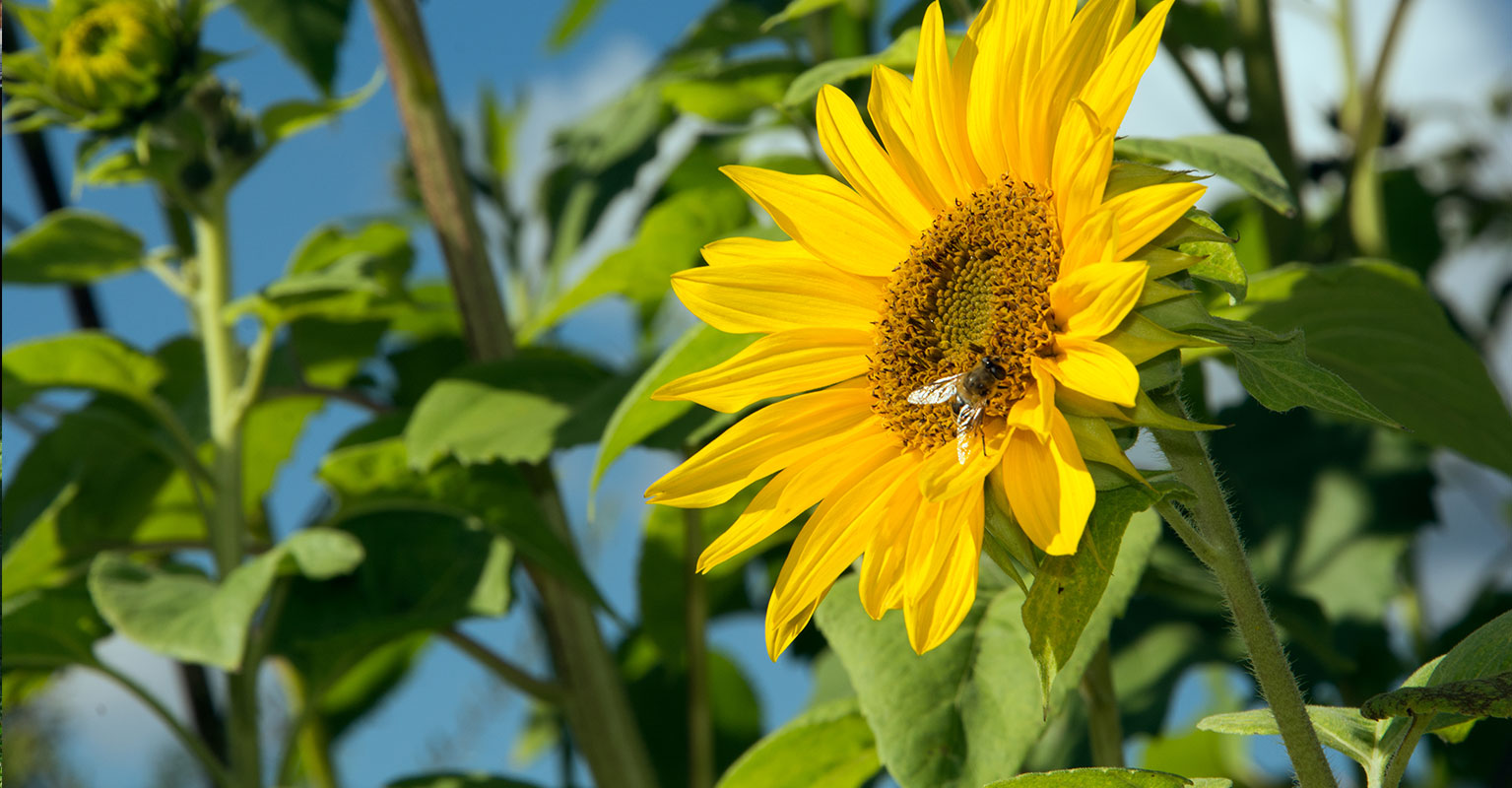 Urlaub auf dem Bauernhof