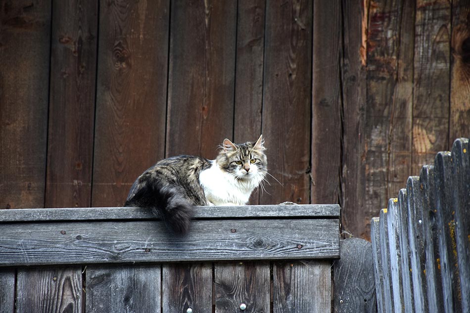 Katze am Peterer Hof